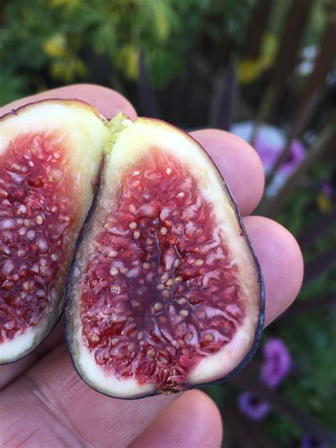 fig traduzione|italian fig varieties.